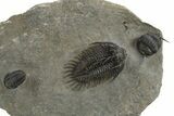 Spiny Comura Trilobite - Ofaten, Morocco #311513-1